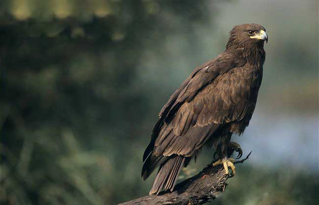 عقاب تالابی بزرگ